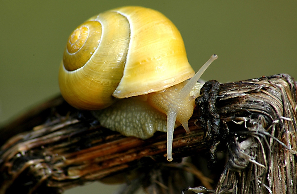 Caracol amarillo