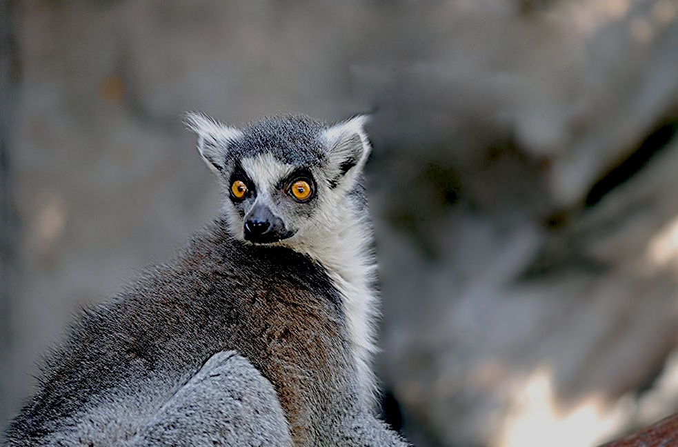 Lemur