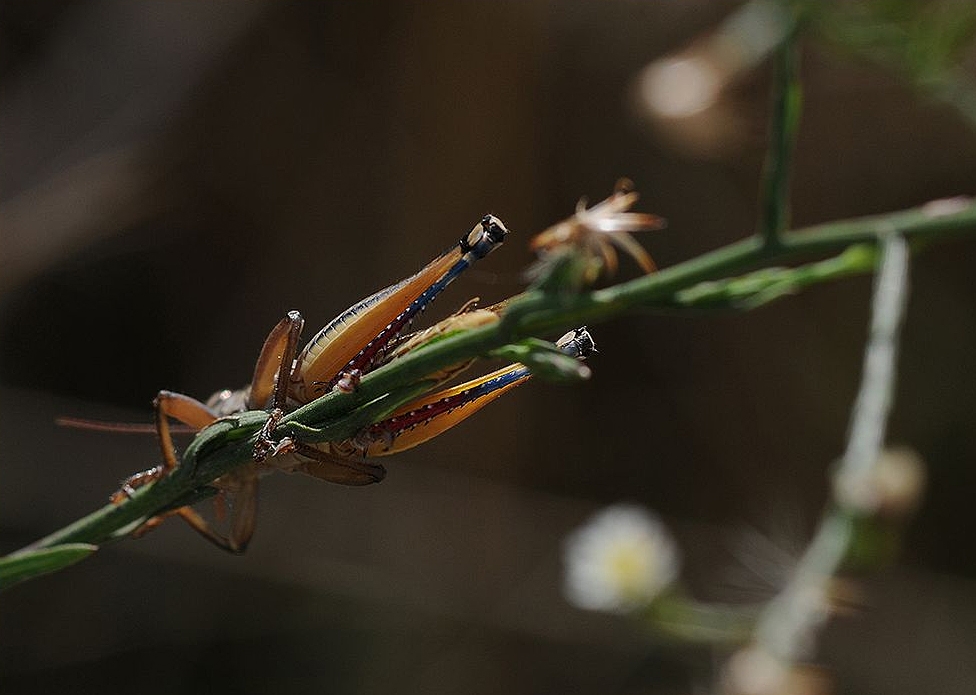 Saltamontes (invertido)