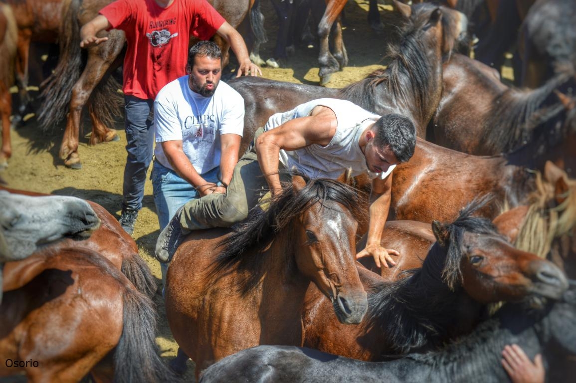 Rapa das Bestas de Sabucedo. A Estrada (pontevedra, Galicia) Festa de interese turstico internacional. Caballos DPLF