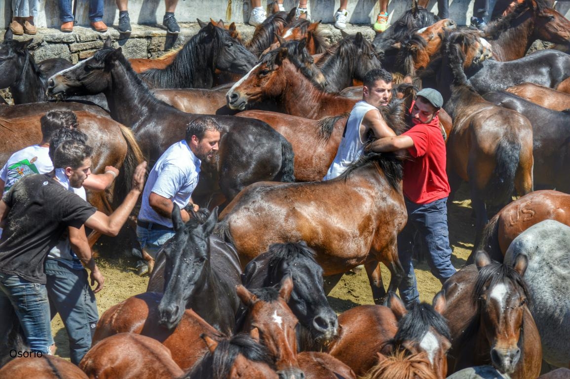 Rapa das bestas de Sabucedo