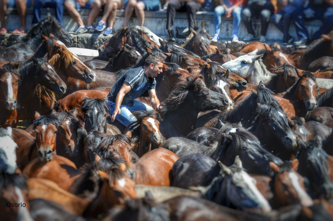 Rapa das bestas de Sabucedo