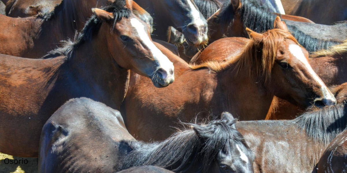 Rapa das Bestas de Sabucedo. A Estrada (pontevedra, Galicia) Festa de interese turstico internacional. Caballos