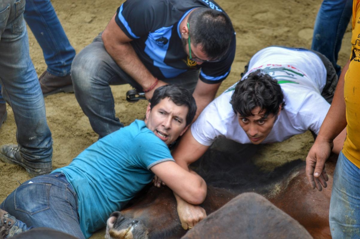  Rapa das bestas de Sabucedo: A Estrada (Pontevedra)