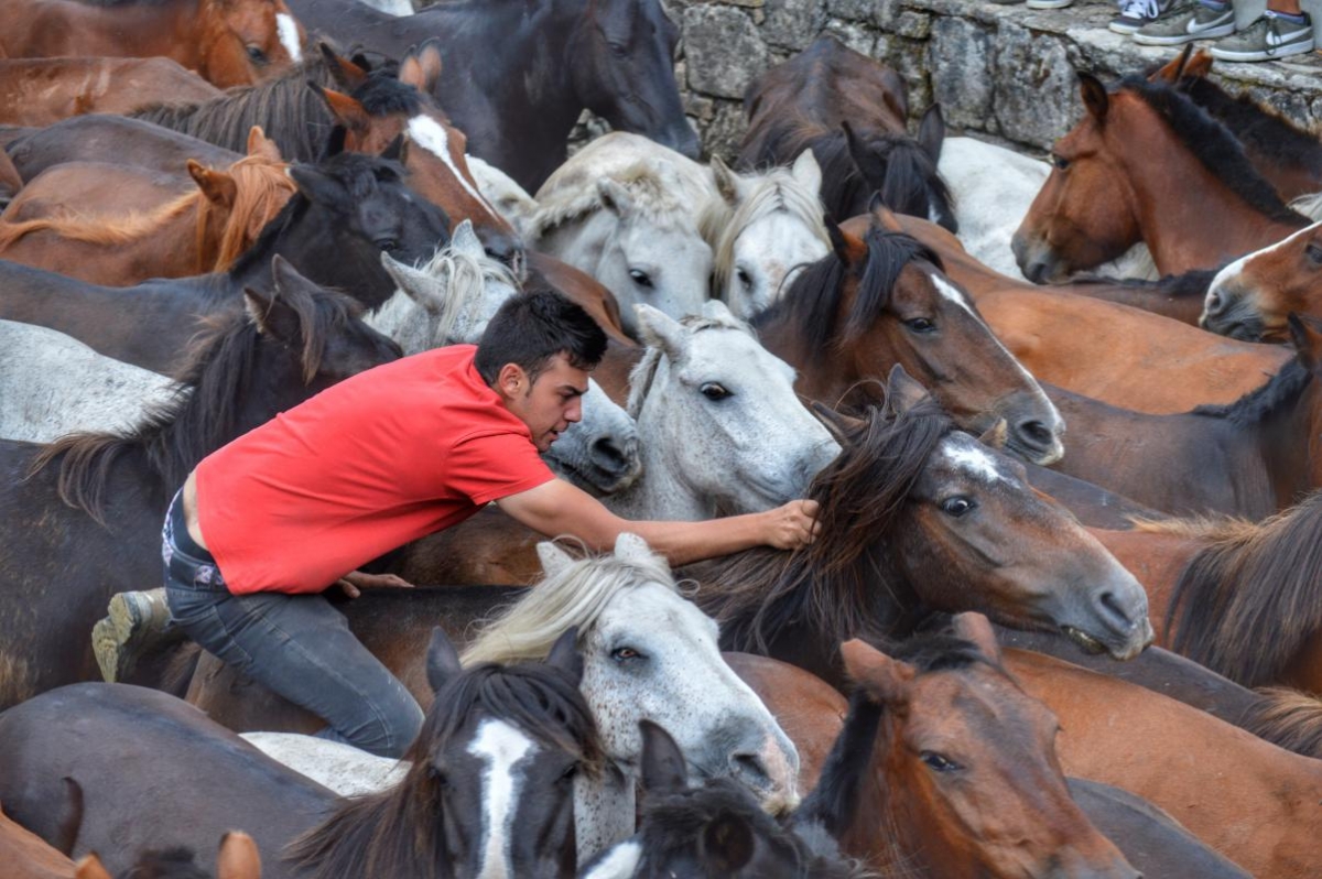 Rapa das Bestas de Sabucedo. A Estrada (pontevedra, Galicia) Festa de interese turstico internacional. Caballos byJOM DPLF
