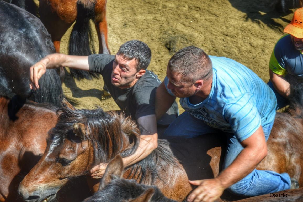 Rapa das Bestas de Sabucedo. A Estrada (pontevedra, Galicia) Festa de interese turstico internacional. Caballos fcmv