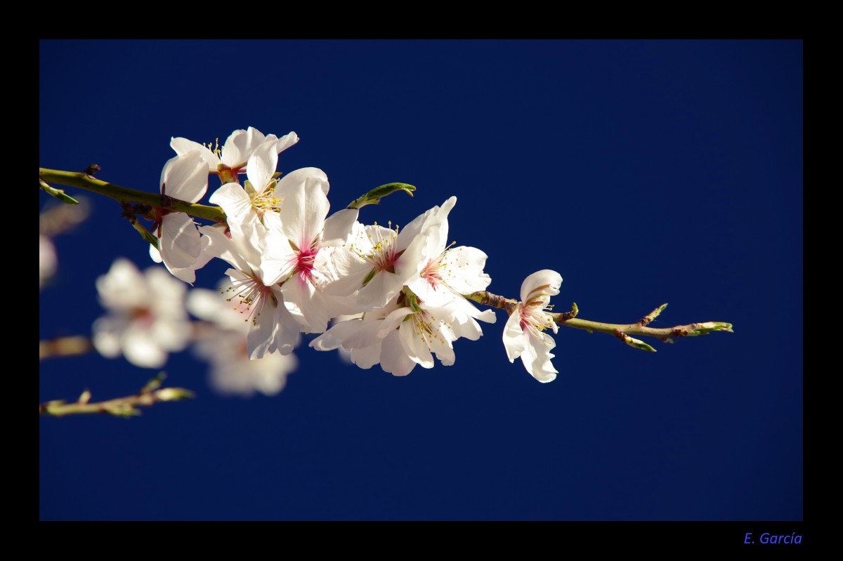 Almendro florecido I