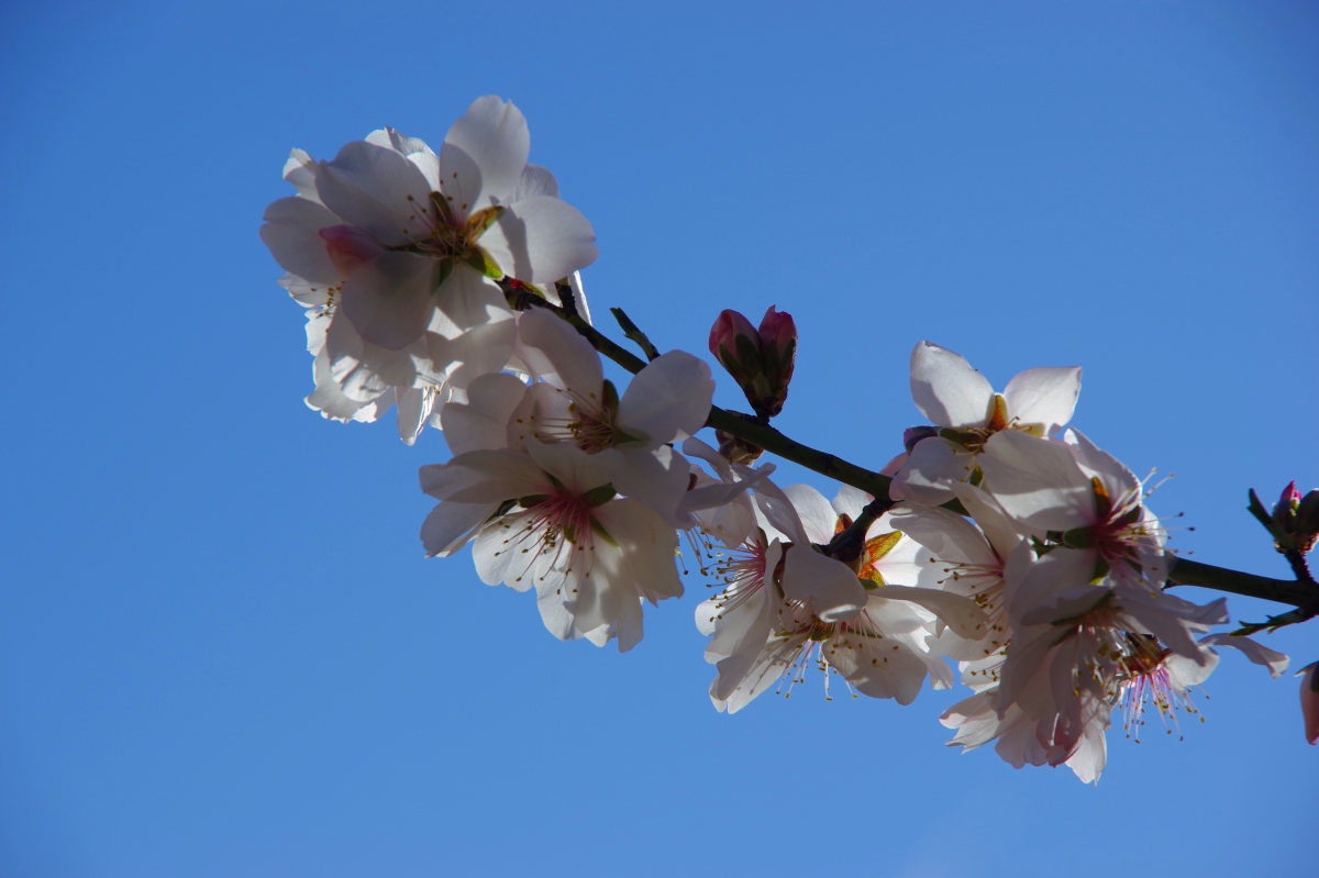 Almendro florecido II