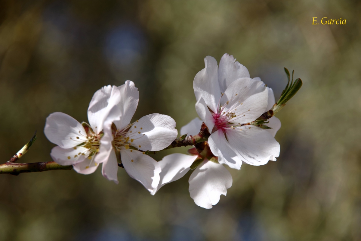 Almendro florecido III