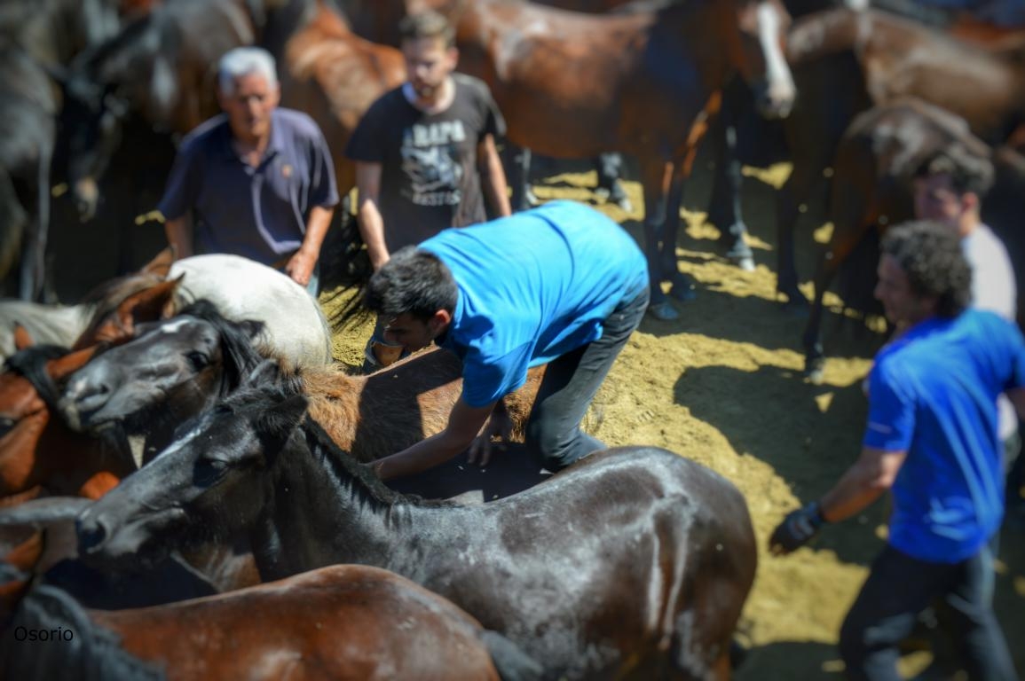 Rapa das Bestas de Sabucedo