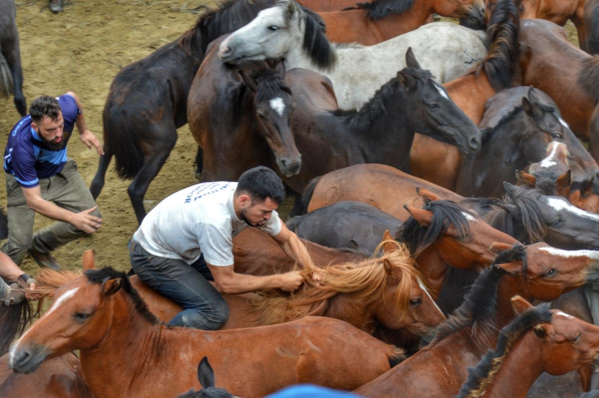 Rapa das Bestas de Sabucedo