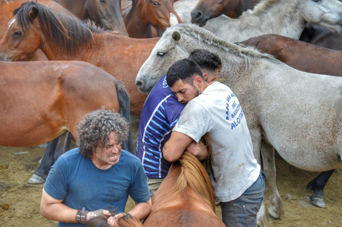 Rapa das Bestas de Sabucedo 