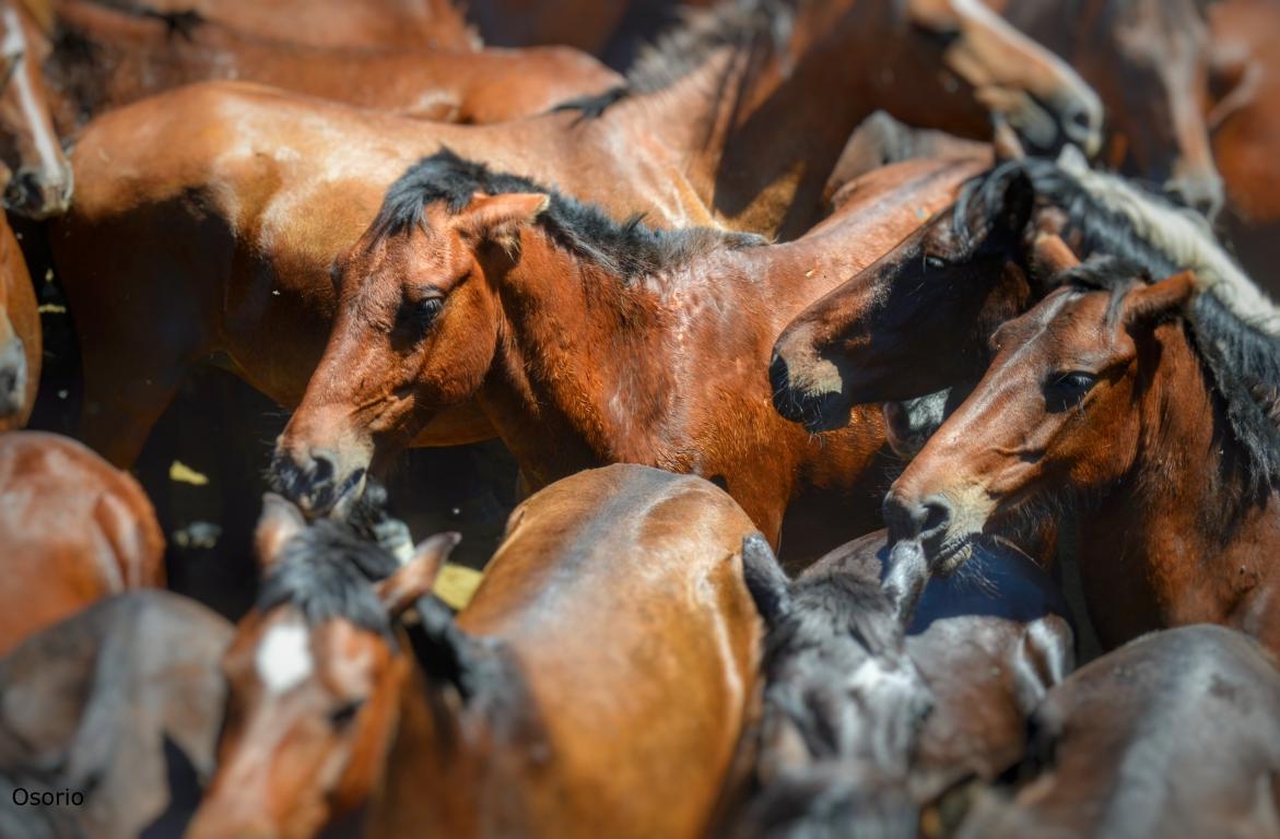 Rapa das Bestas de Sabucedo DPLF