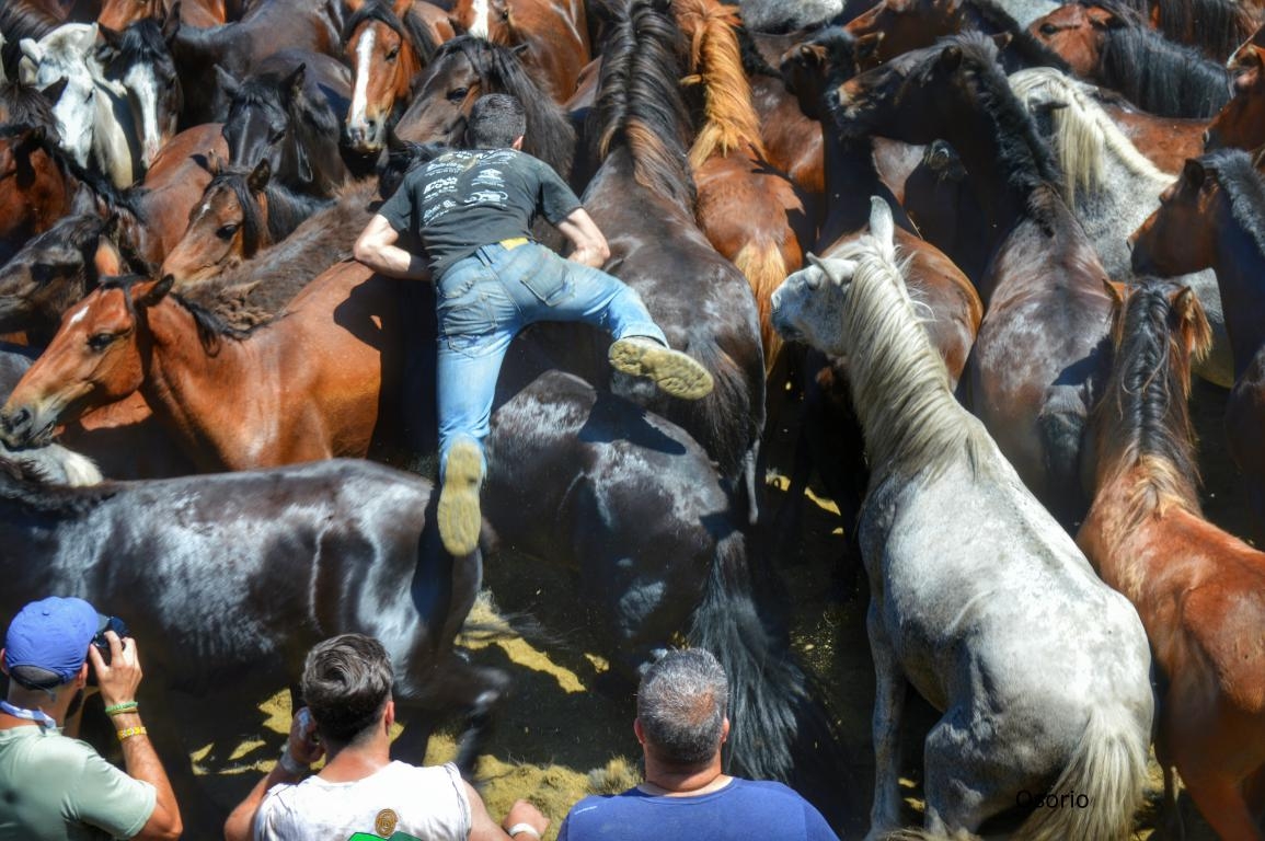 Rapa das Bestas de Sabucedo