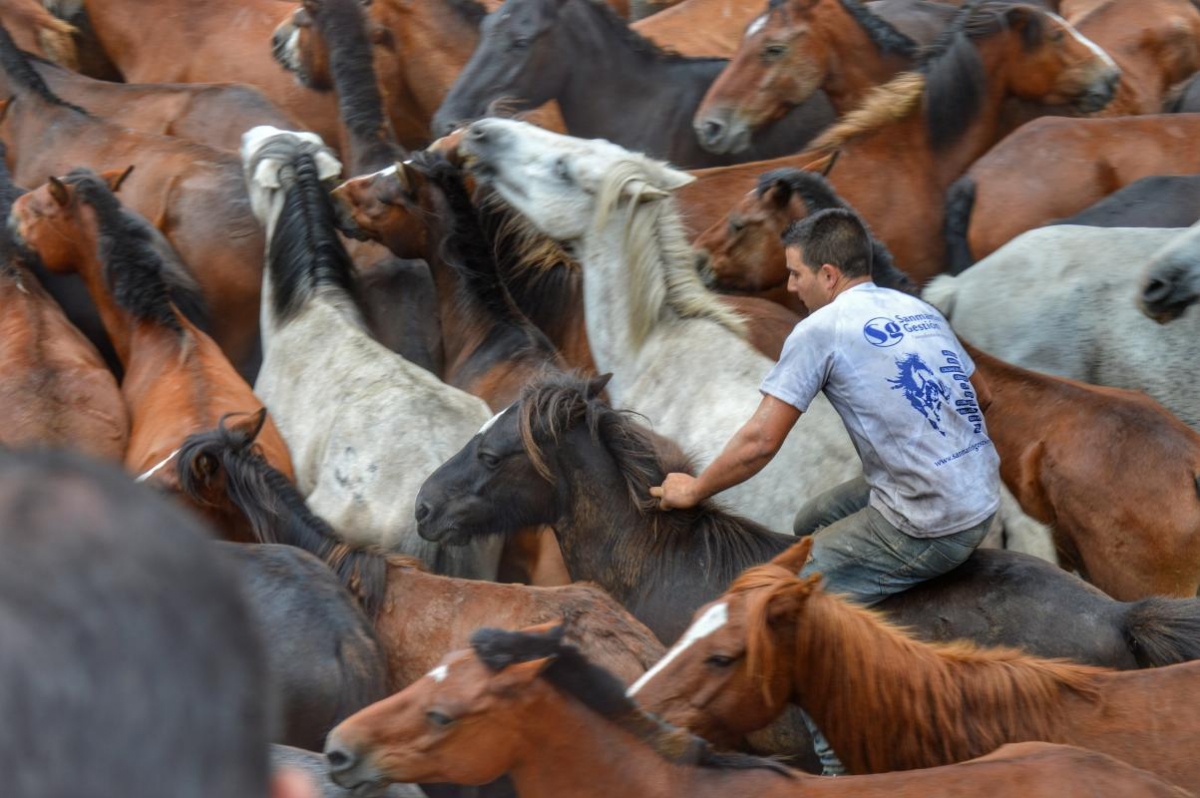 Rapa das bestas de Sabucedo