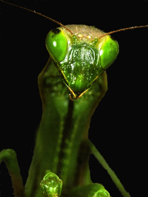 Mantis 2