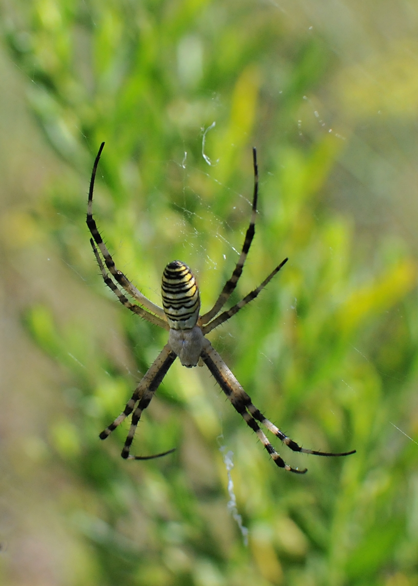 Argiope 2