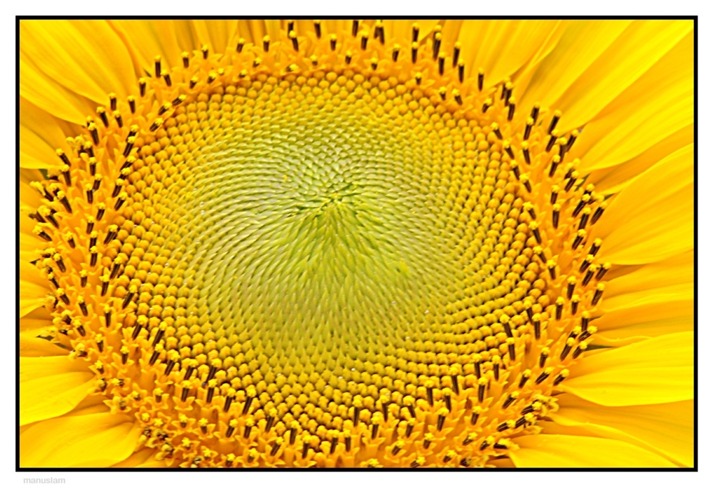 Girasol