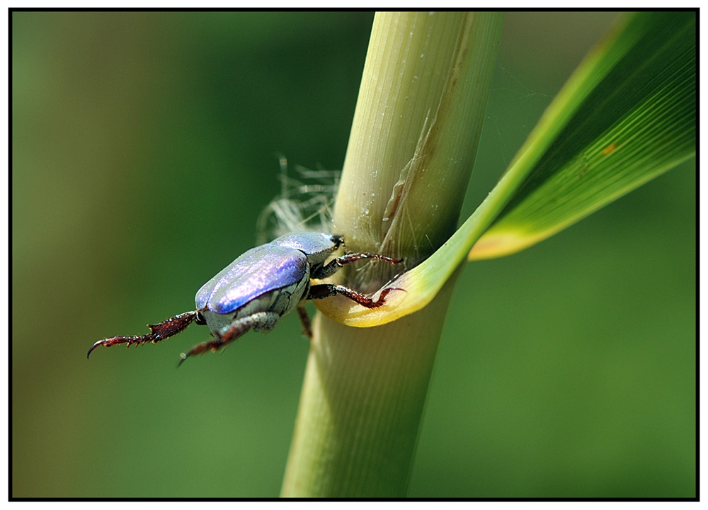 Hoplia Caerulea