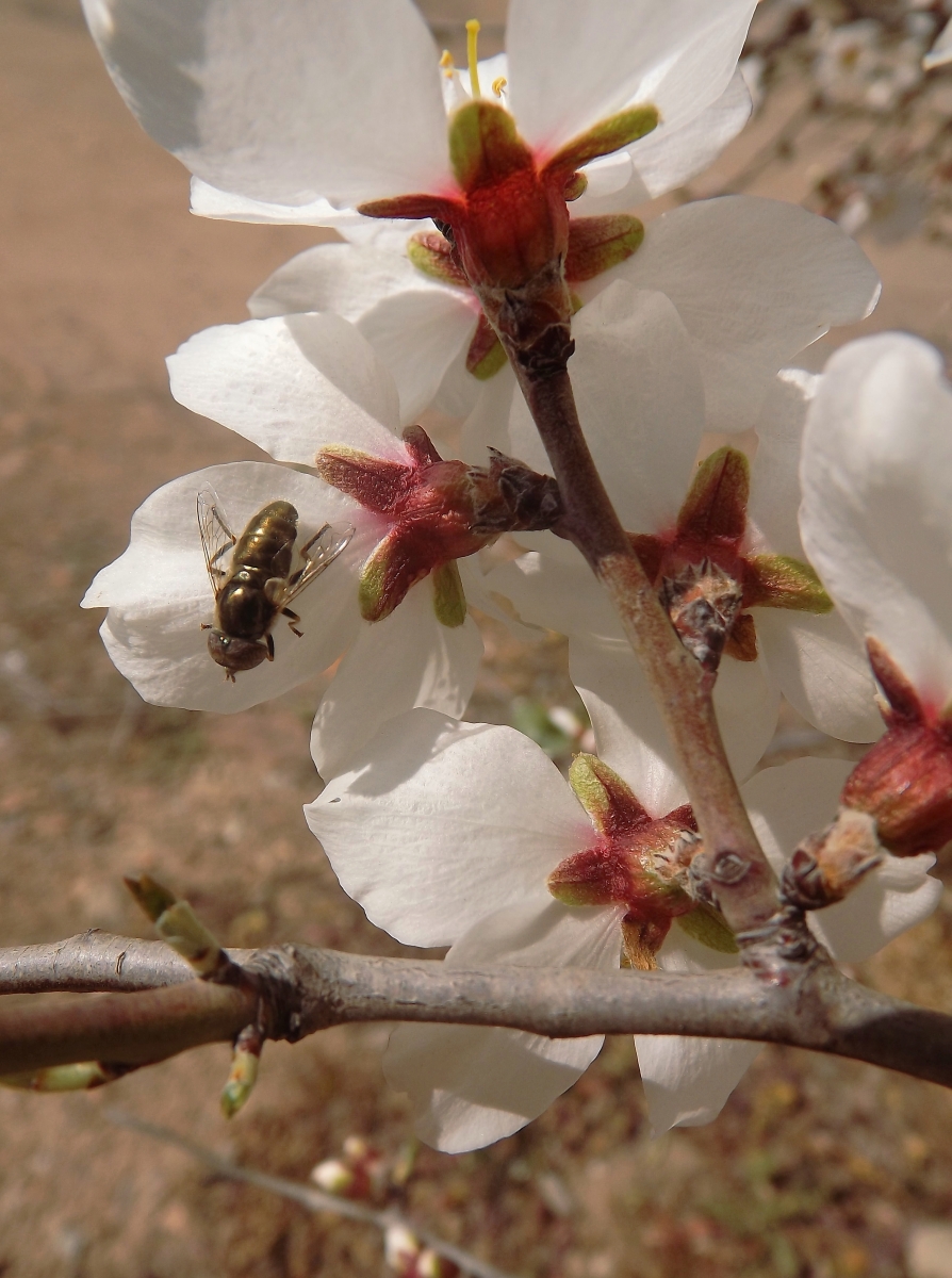 Mosca Dorada (II)