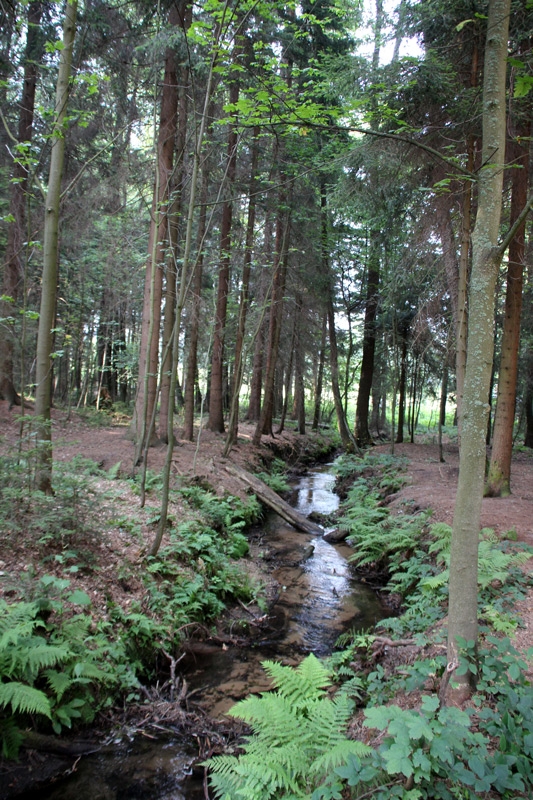 Bosque Bohemia