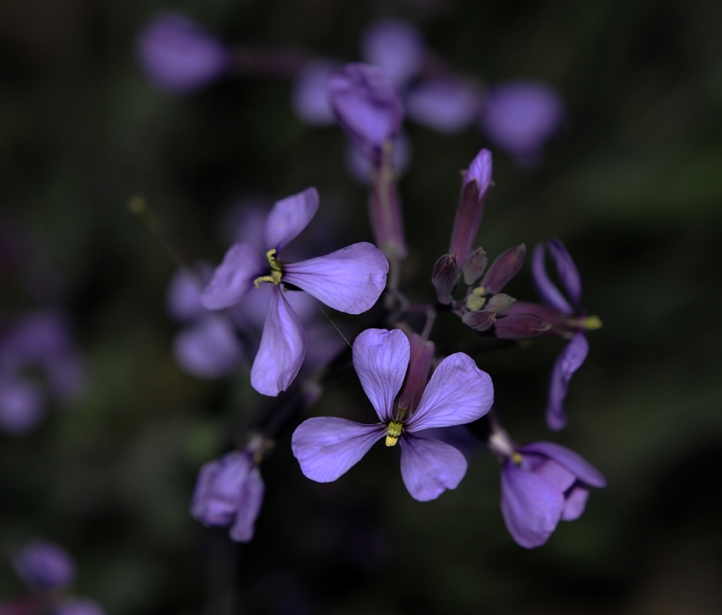 Florecillas