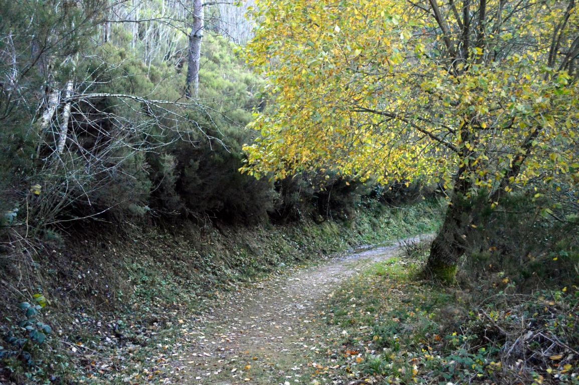 A Devesa da Rogueira. O Courel, Lugo
