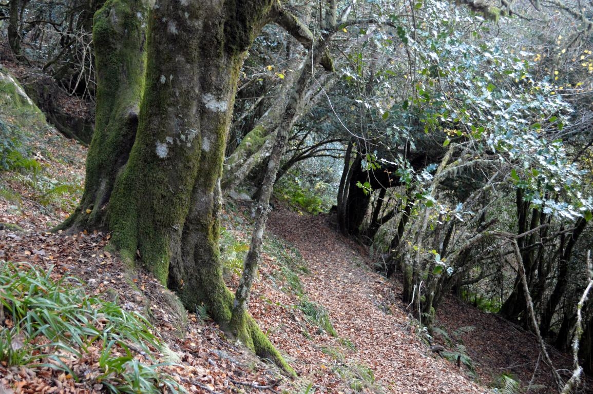 A Devesa da Rogueira. O Courel, Lugo