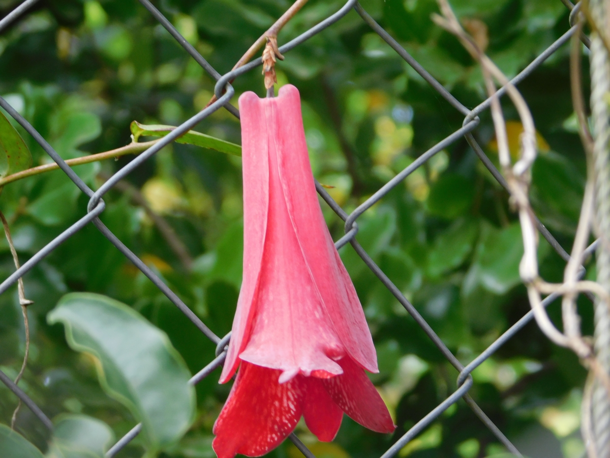 El Copihue Chileno