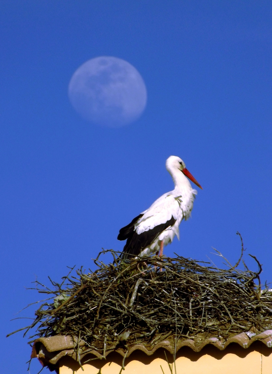 Cigea y Luna