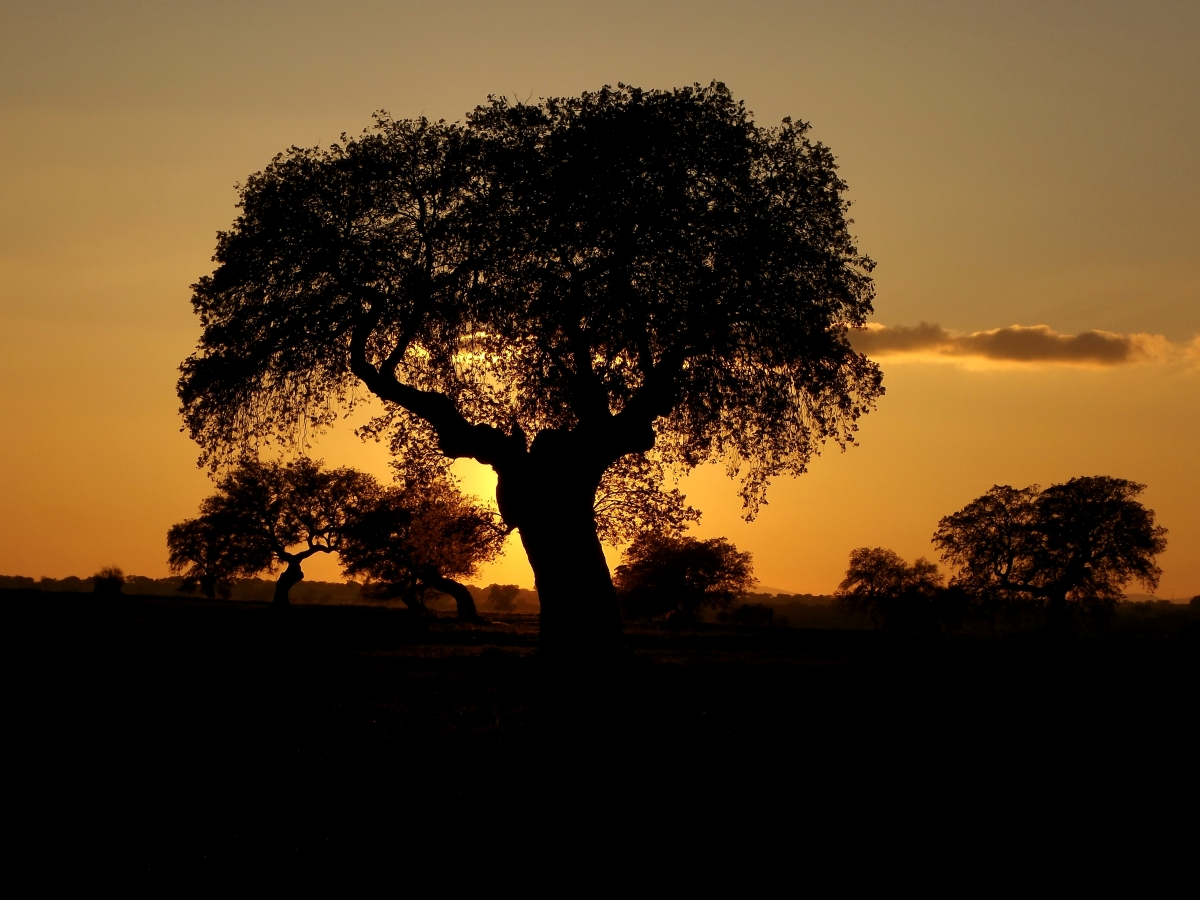 Atardecer perdido VI