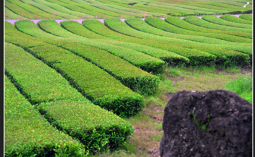 Campos de Te