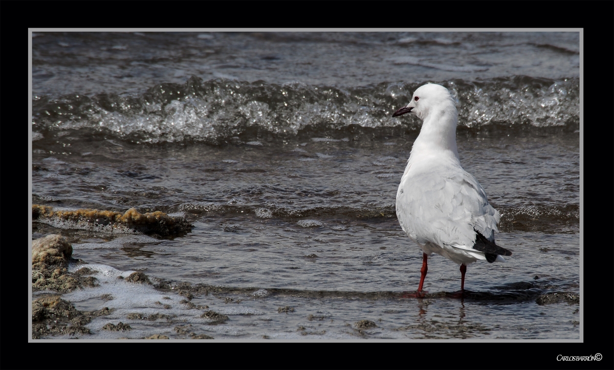 GAVIOTA EN LAS SALINAS