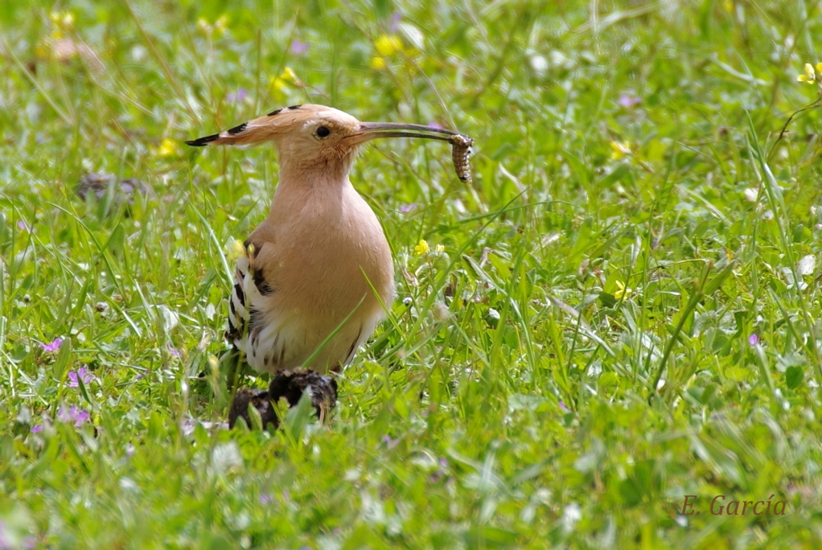 Abubilla (Upupa epops)