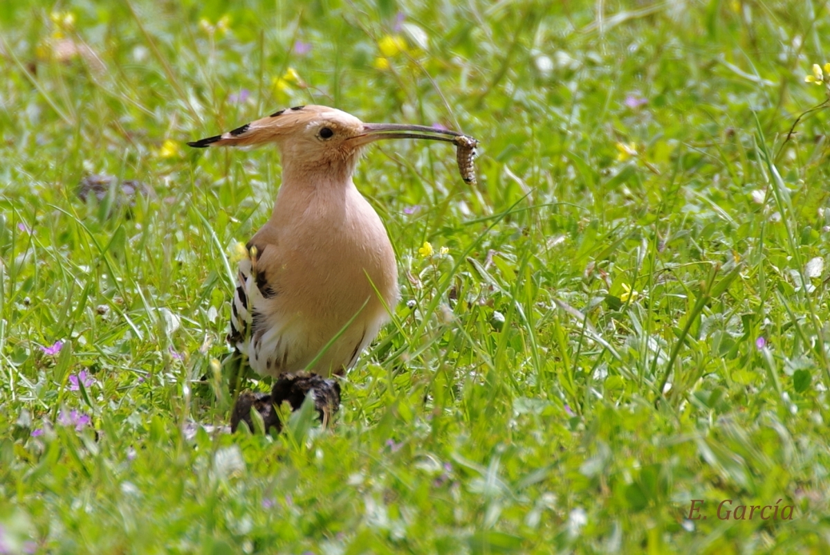 Abubilla (Upupa epops)