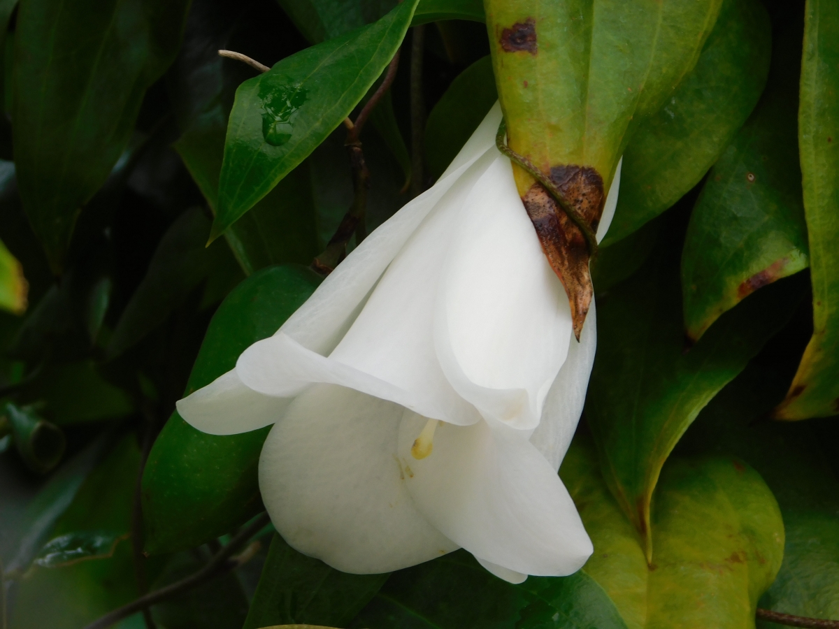 Copihue blanco como la nieve