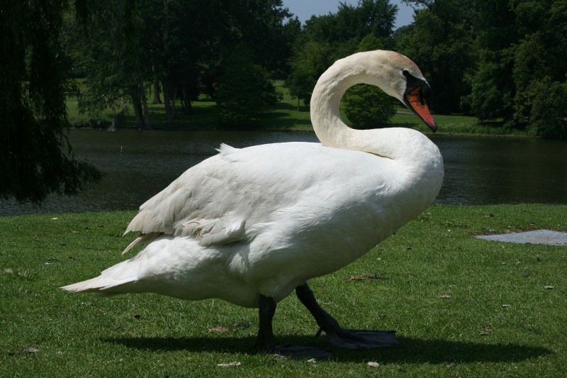 cisne