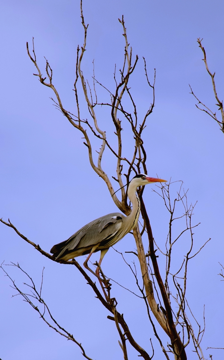 Garza Real (Ardea cinerea)