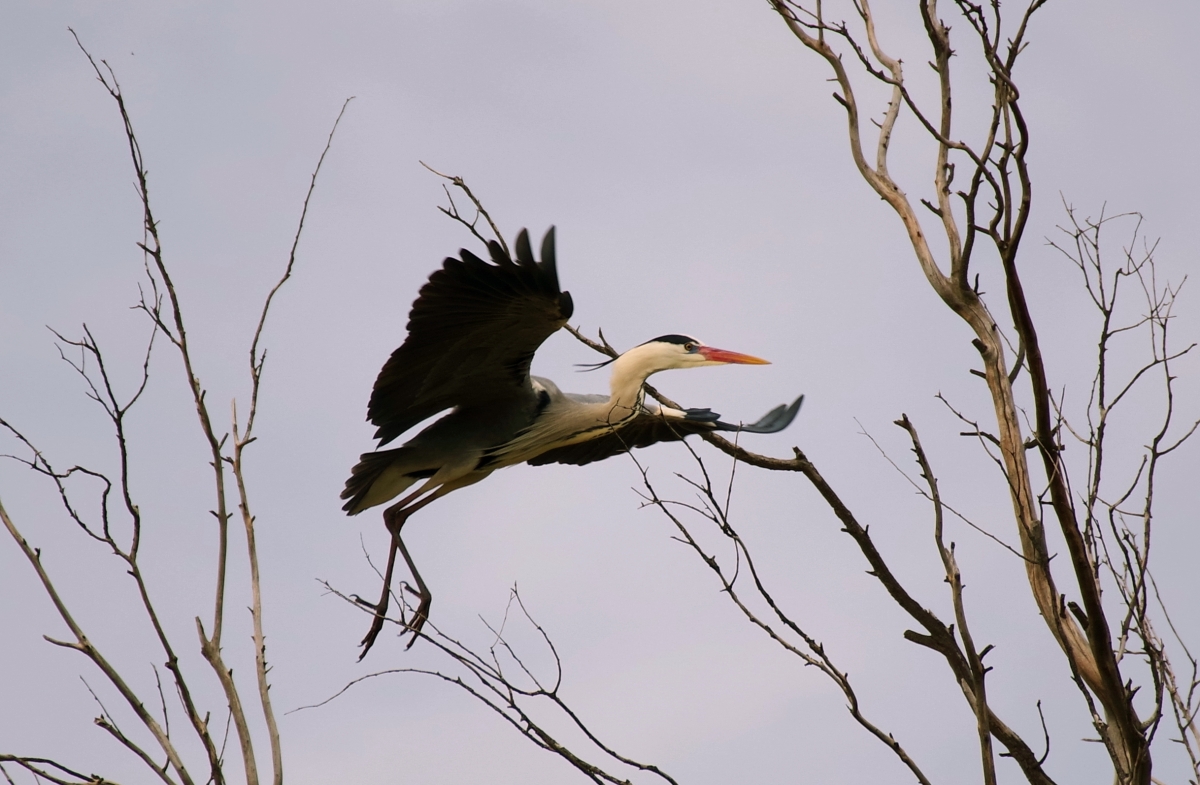 Garza Real (Ardea cinerea) II