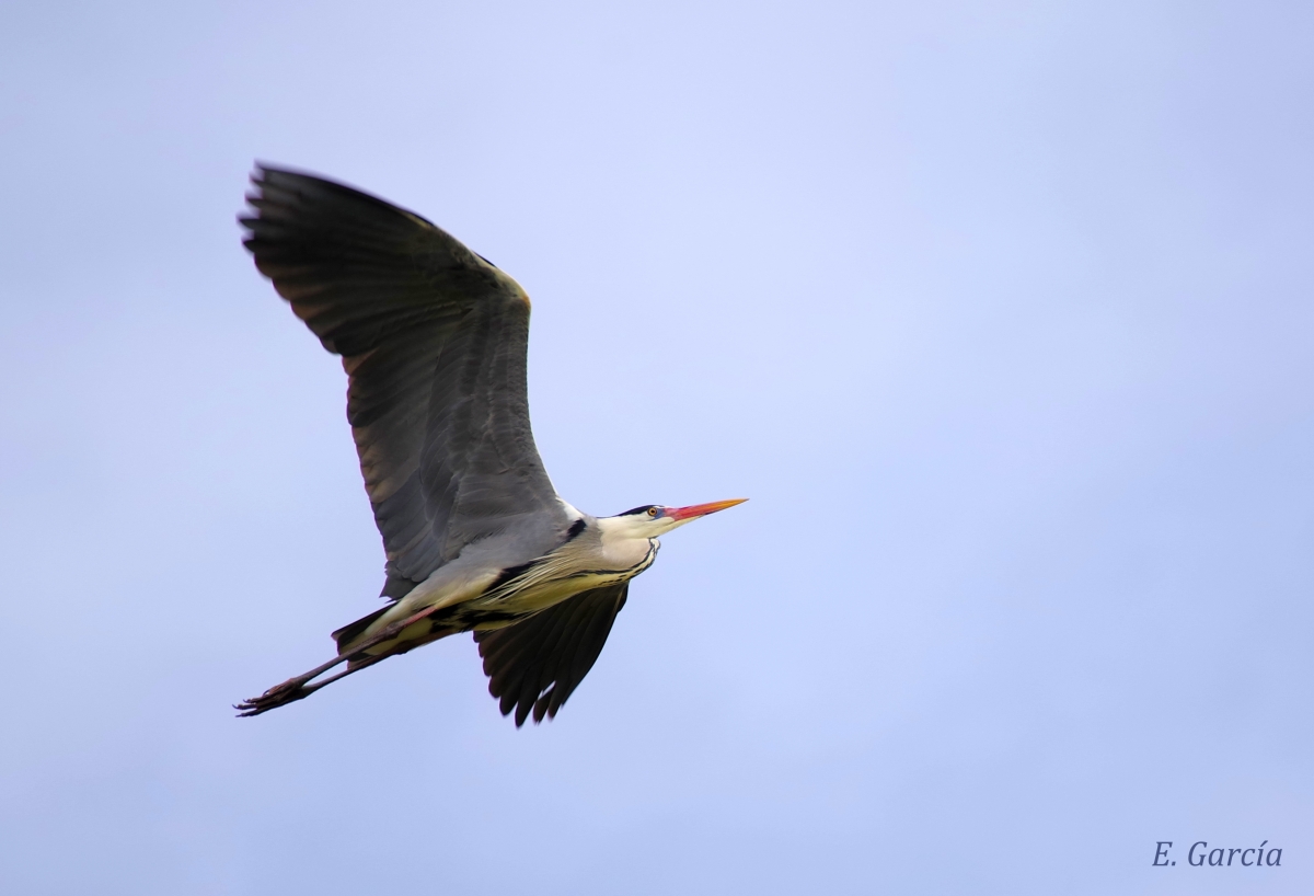 Garza Real (Ardea cinerea) III