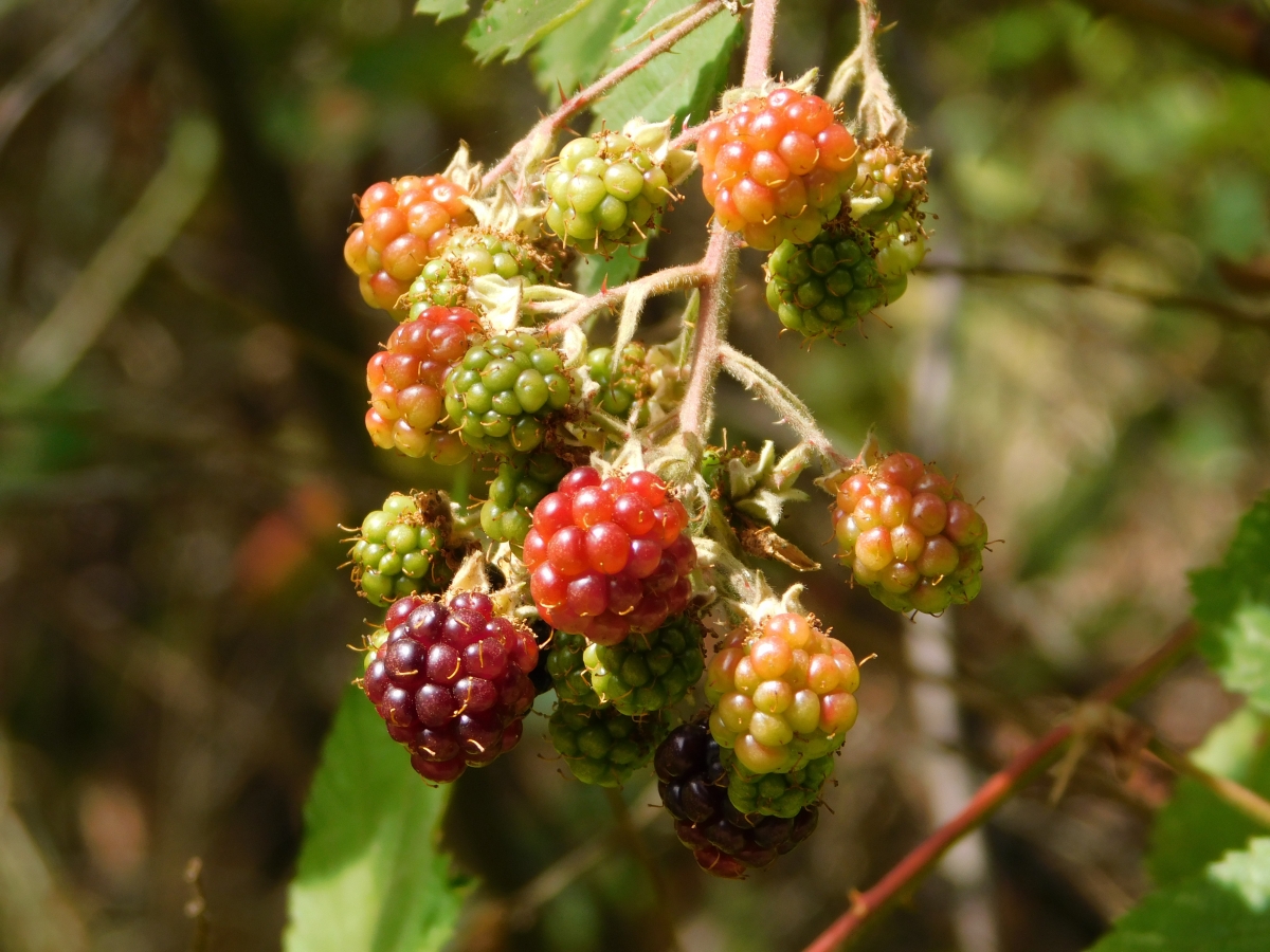 Hum, que rico Moras