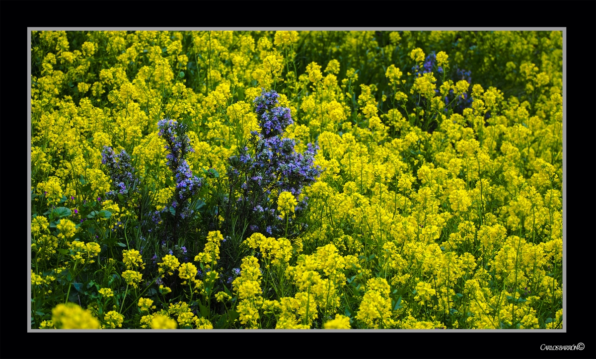 EL CAMPO S SABE QUE LLEG LA PRIMAVERA