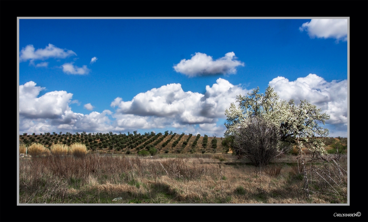 EL CERRO DE LOS OLIVOS