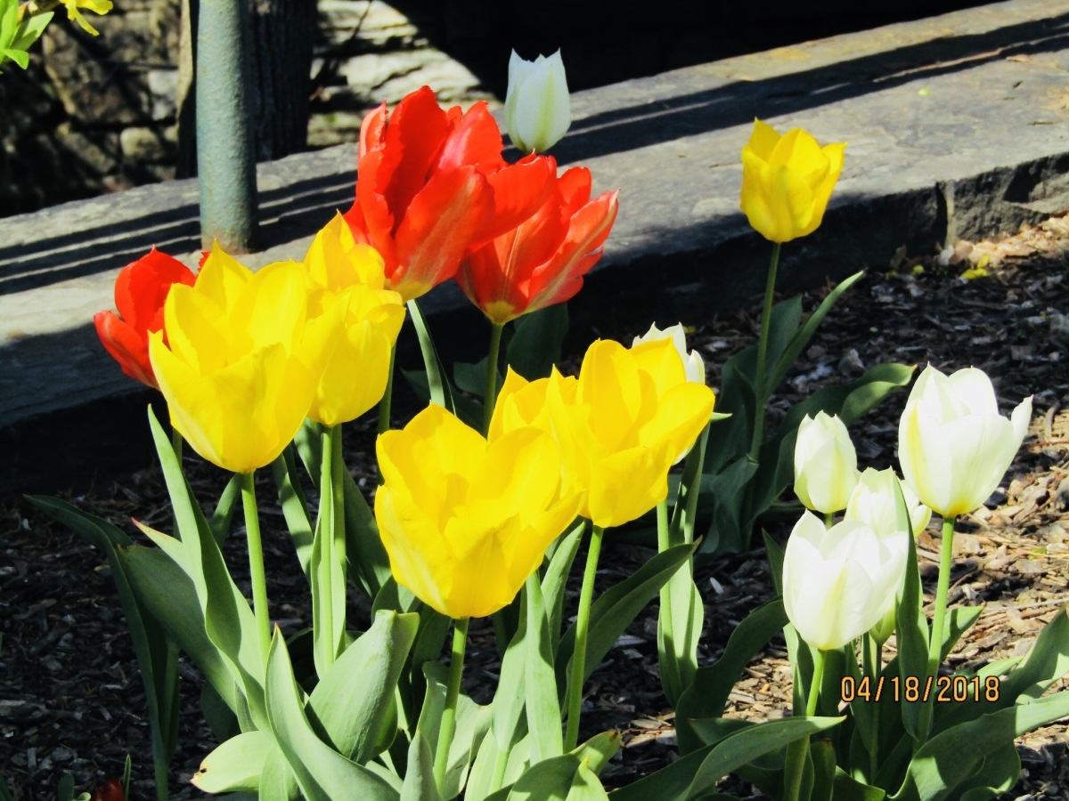 Coloridas flores