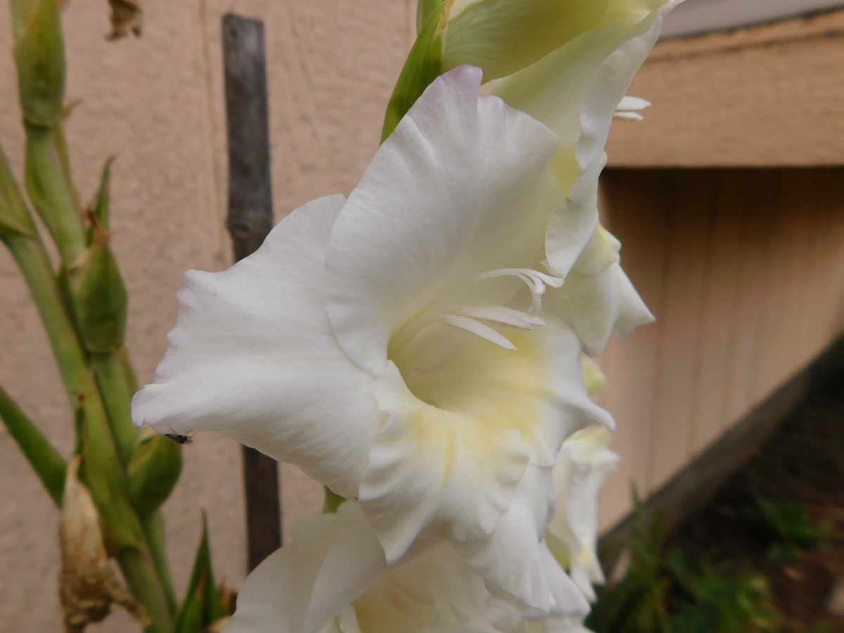 Hermoso gladiolo blanco