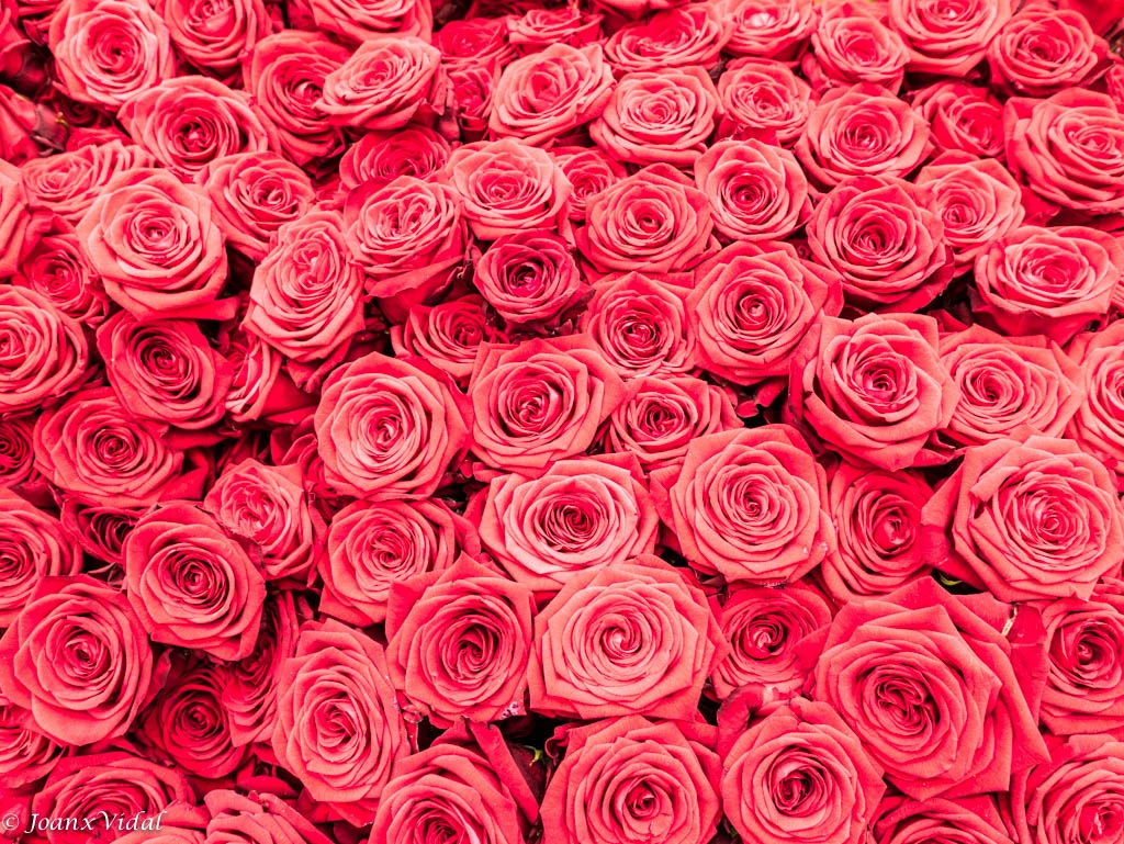 MUR DE ROSES: No pasarn