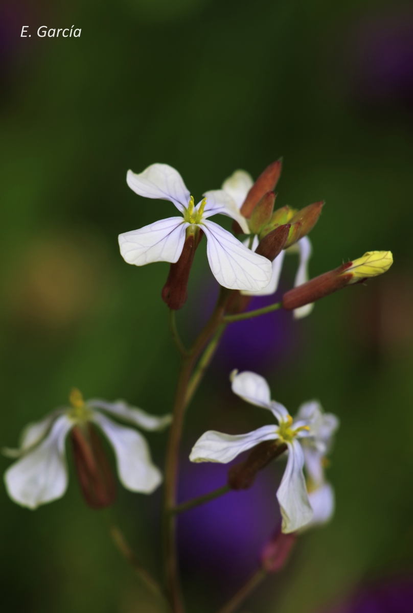 Rucula (Eruca sativa)