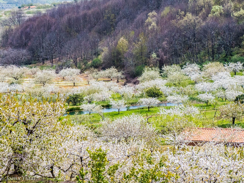 CEREZOS EN FLOR