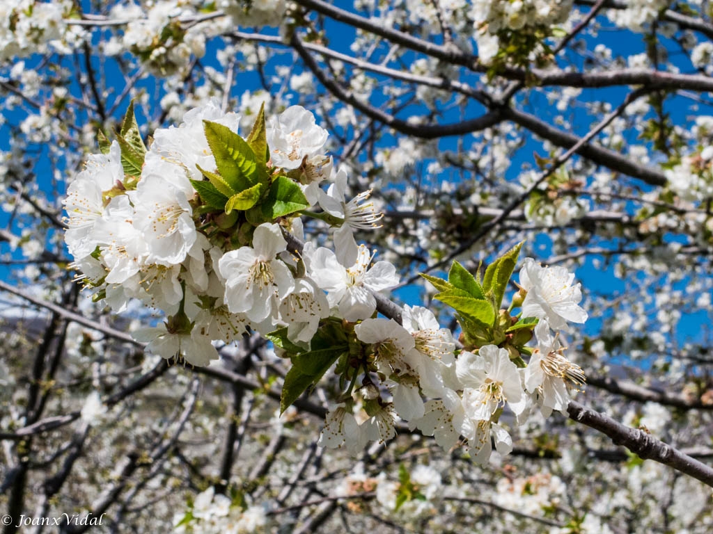 FLOR DE CEREZO