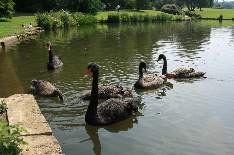 cisnes negros